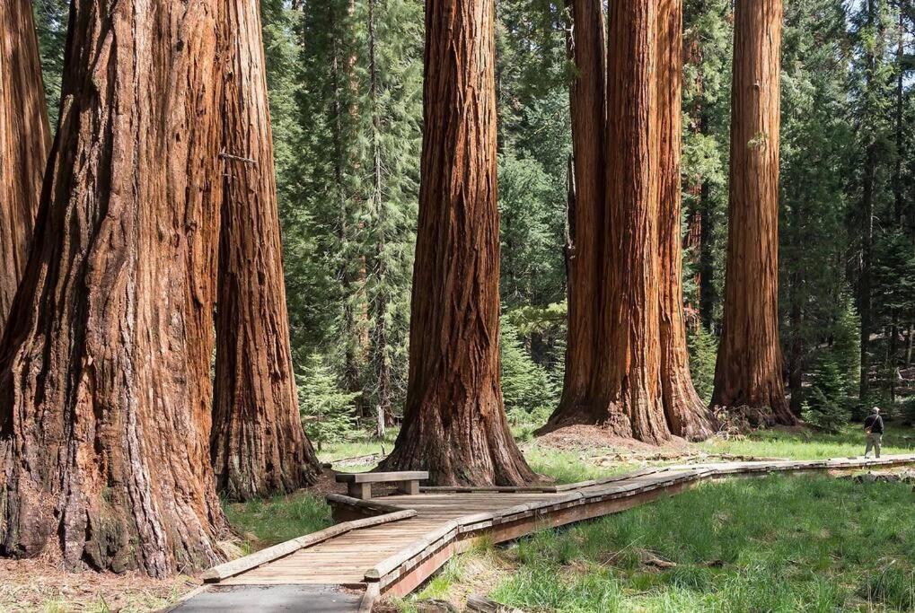 Sequoia Cabin By The River Три-Риверс Экстерьер фото