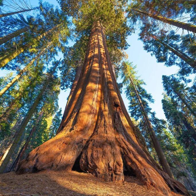 Sequoia Cabin By The River Три-Риверс Экстерьер фото